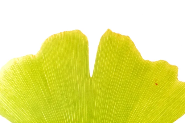 Gingko vista foglia — Foto Stock