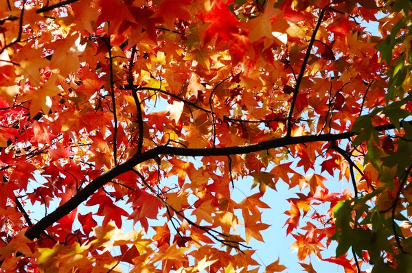 붉은 단풍나무 잎 — 스톡 사진