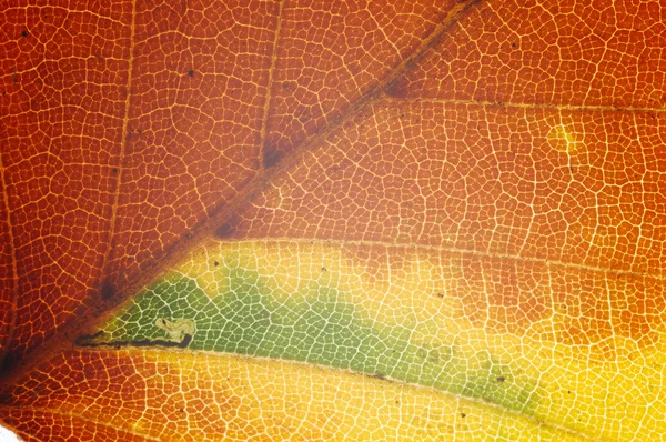 Bright leaf close seup view — стоковое фото