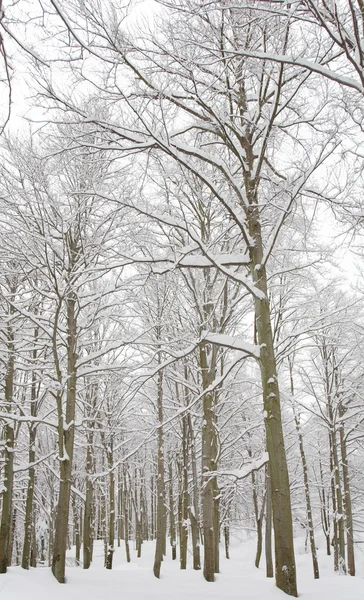 Vista de florestas nevadas — Fotografia de Stock