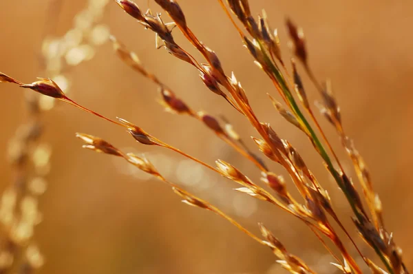 Dry grass close-up — Stock Photo, Image