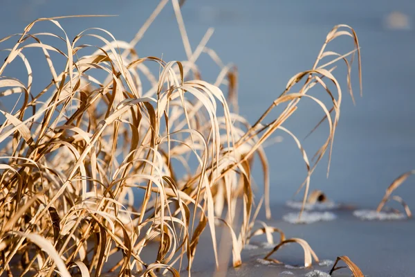 Reeds on a frozen lake — Stock Photo, Image