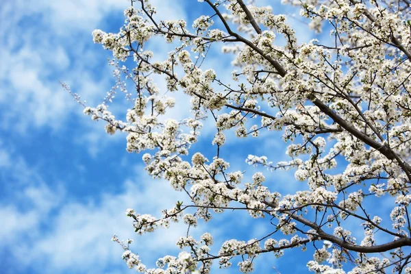 Cereja florescente na primavera — Fotografia de Stock