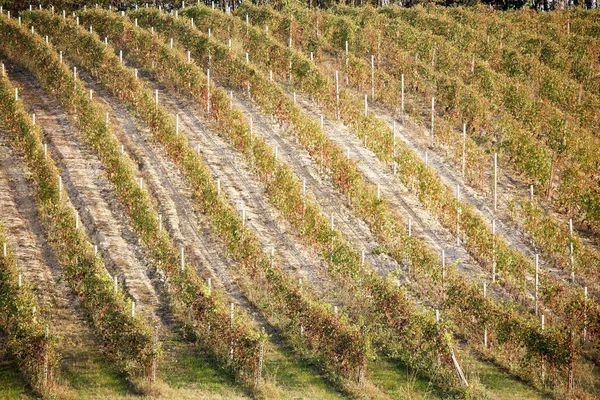 Paesaggio della vigna in estate — Foto Stock