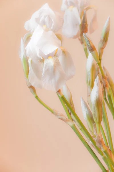 White iris flowers — Stock Photo, Image