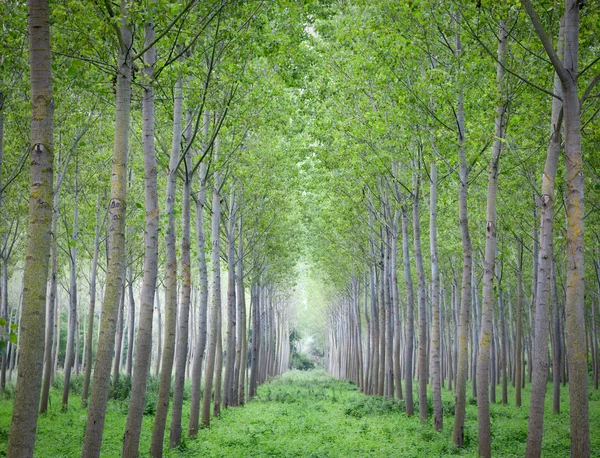 Pioppo fustigare alberi che crescono in file — Foto Stock