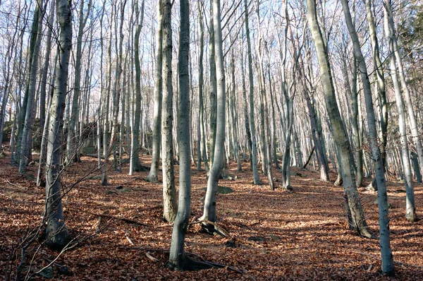 Вид на осенний лес — стоковое фото