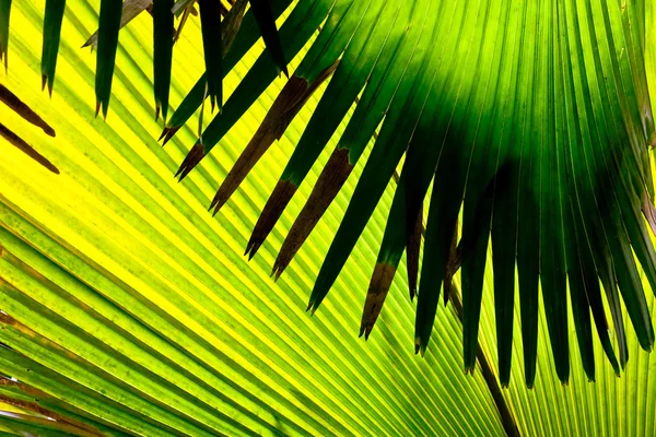 Detail of a leaves of palm tree — Stock Photo, Image