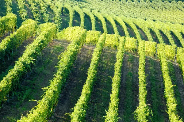 Vineyards at Barbaresco hills — Stock Photo, Image