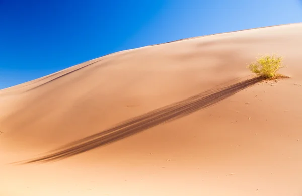 Öken växt i Erg Chebbi sanddyner — Stockfoto