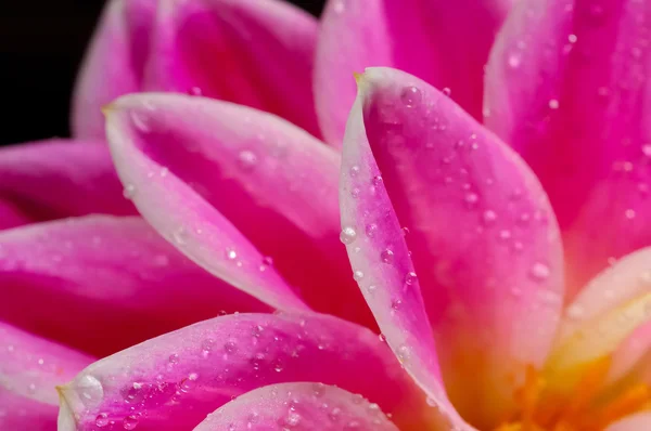 Pink dahlia flower — Stock Photo, Image