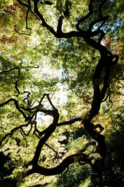 Trees view upwards — Stock Photo, Image