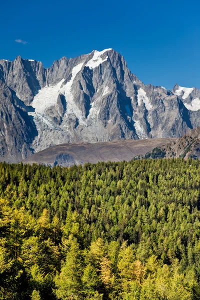 Vista al bosque de montaña — Foto de Stock