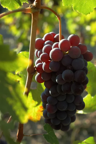 Rote Trauben warten auf die Ernte — Stockfoto