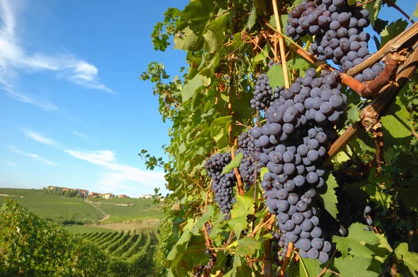 Uve rosse in attesa della vendemmia — Foto Stock