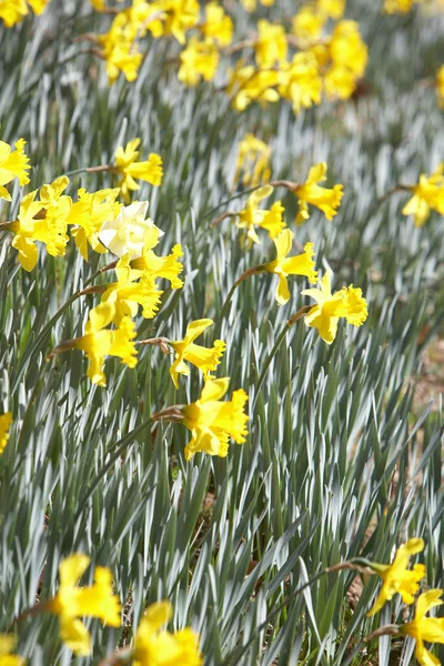 Yellow daffodils outdoors — Stock Photo, Image