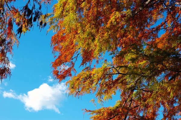 Φθινόπωρο δέντρο χρώμα — Φωτογραφία Αρχείου