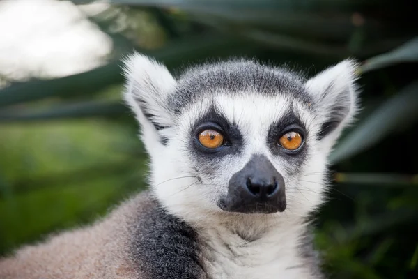 Maki von madagaskar — Stockfoto