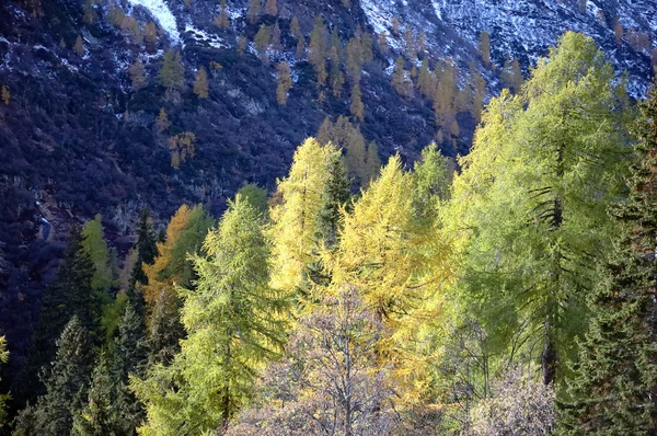 Changer de couleur dans les Alpes au début de l'automne — Photo