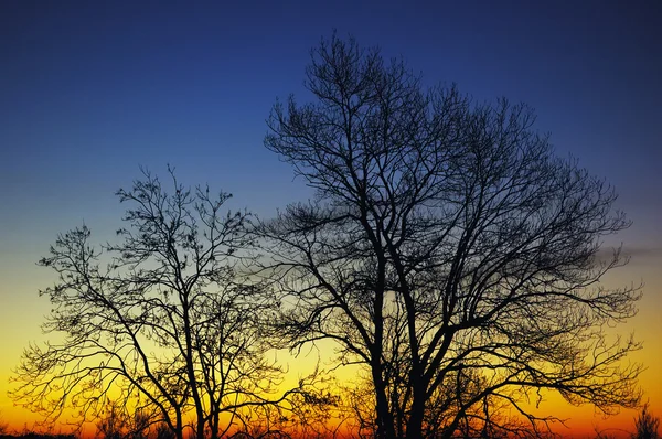Siluety stromů při východu slunce — Stock fotografie