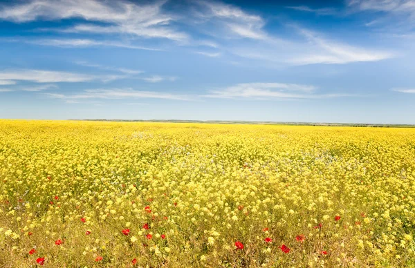 Весняне поле в цвітіння — стокове фото