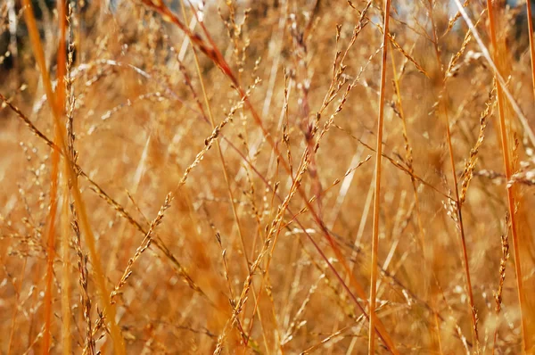 Dry grass close-up — Stock Photo, Image