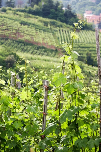 Frühlingshafte Weinlandschaft — Stockfoto