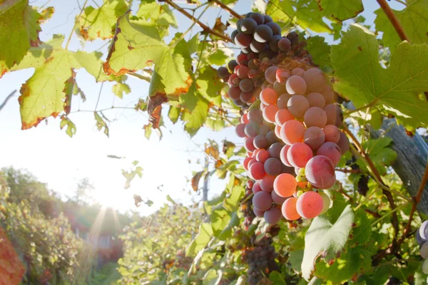 Red wine grapes — Stock Photo, Image