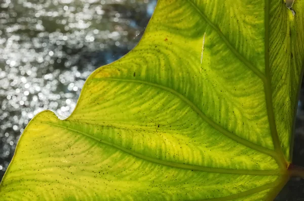 Arum's leaf in a Italian garden — Stock Photo, Image