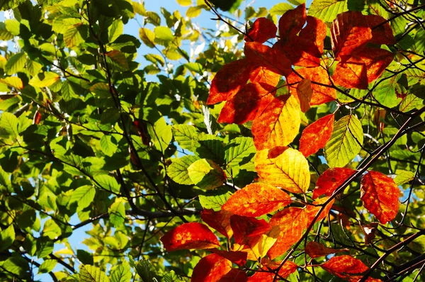 Feuilles de hêtre colorées — Photo