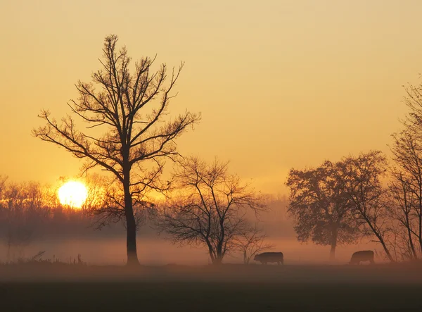 Vacas ao pôr do sol — Fotografia de Stock