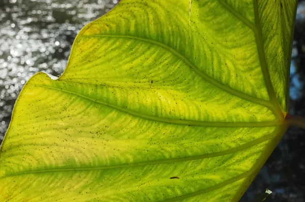 Arum's leafs in a italian garden — Stock Photo, Image