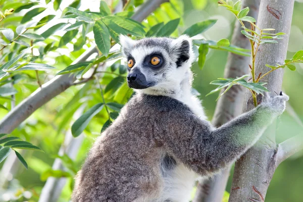Lemur i Madagaskar — Stockfoto