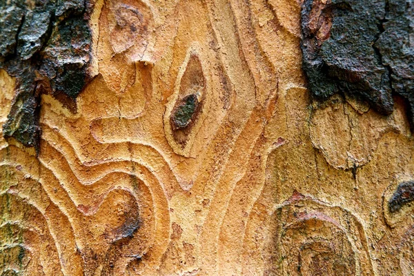 Bark texture useful as background — Stock Photo, Image