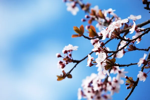 Blooming cherry in springtime — Stock Photo, Image