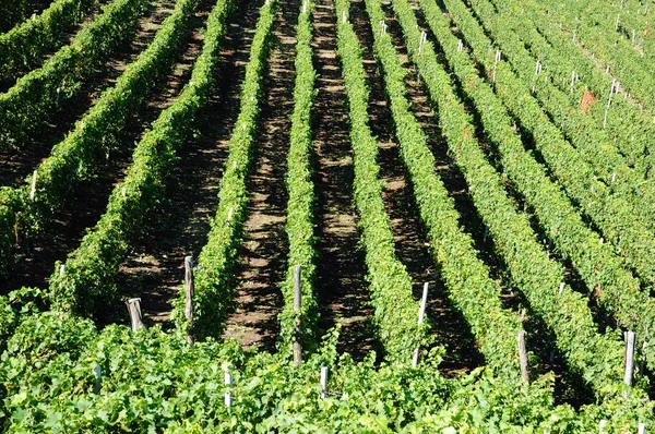 Vigneti sulle colline del Barbaresco — Foto Stock