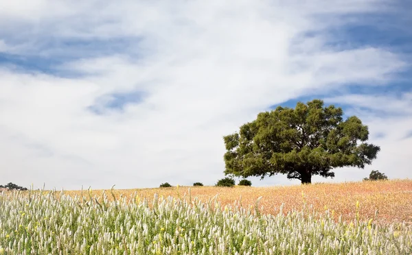 Arganiers au sommet d'une colline — Photo