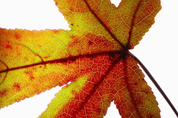 Helles Blatt Nahaufnahme Ansicht — Stockfoto