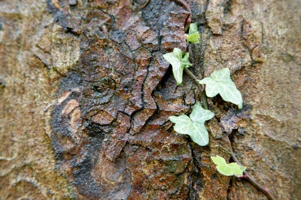 Ivy growing on bark — Stock Photo, Image