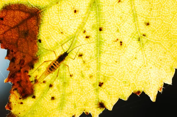 Hmyz na žlutý list — Stock fotografie