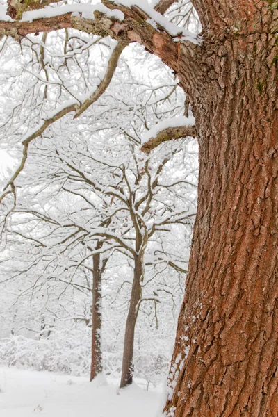 Dettaglio di una quercia in una foresta innevata . — Foto Stock