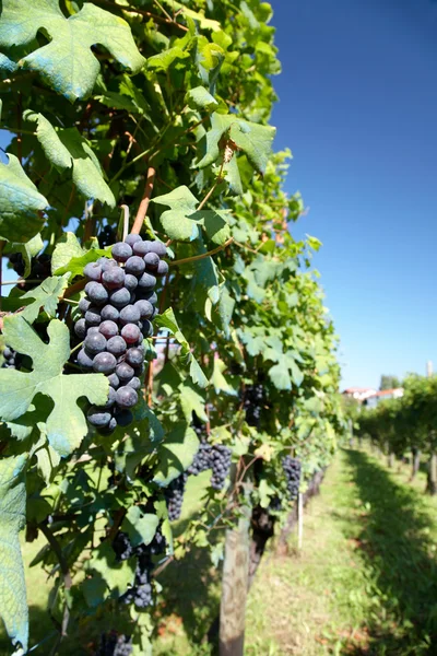 Red wine grapes — Stock Photo, Image