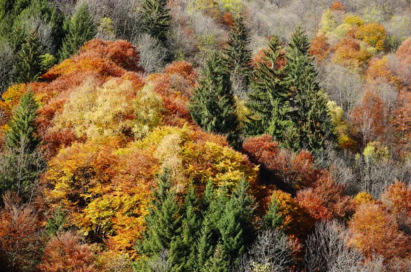 Осенний вид леса — стоковое фото