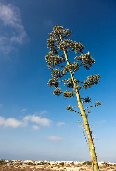 Agave växt över en blå sommarhimmel. — Stockfoto