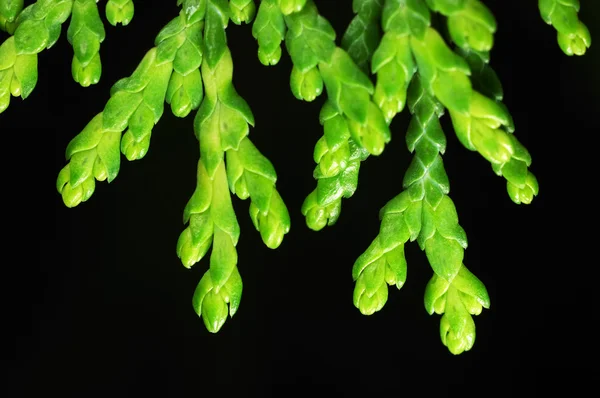 Cyprys zielony liść — Zdjęcie stockowe