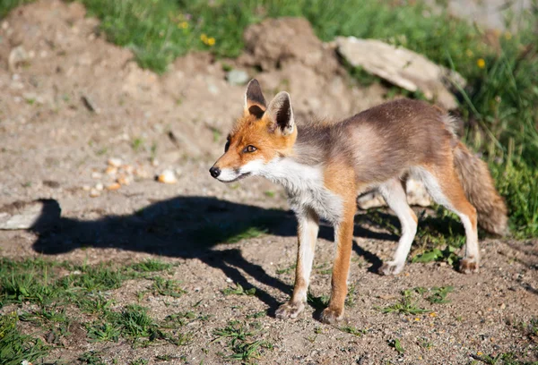 Un zorro europeo rojo —  Fotos de Stock