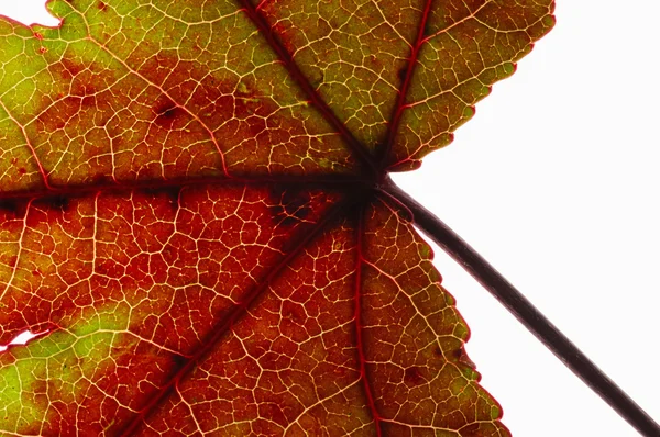Bright leaf close seup view — стоковое фото