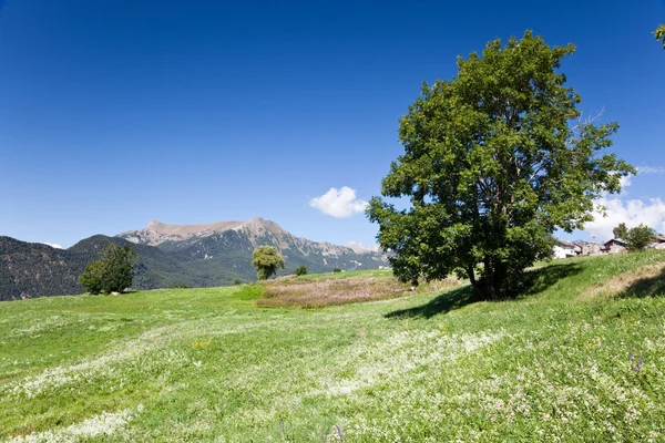 Dağ çayır görünümü — Stok fotoğraf