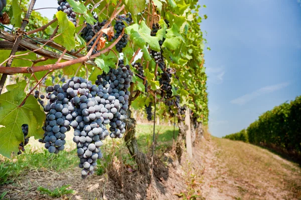 Uvas vermelhas em uma vinha — Fotografia de Stock