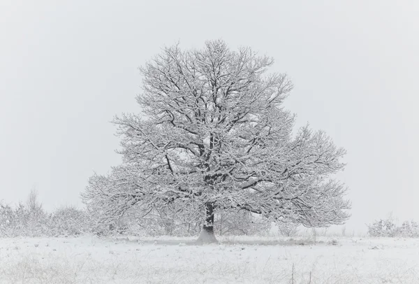 Árbol desnudo en un campo de nieve — Foto de Stock